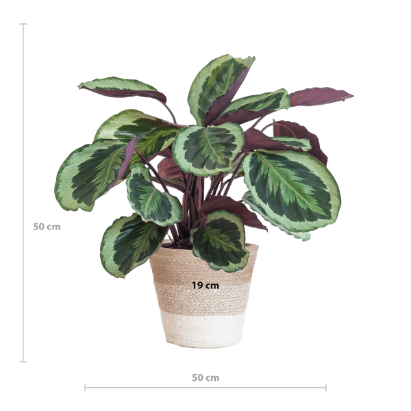 Calathea Medaillon – Korbmarante Ø19cm – ca. 65cm hoch – Zimmerpflanze mit dekorativen Blättern – inkl. Pflanzkorb Lissabon Weiß aus nachhaltiger Jute – Tropische Blattschmuckpflanze für Wohnzimmer & Büro