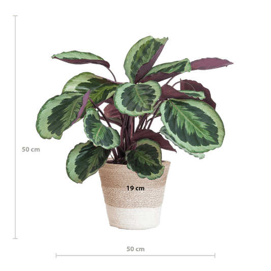 Calathea Medaillon – Korbmarante Ø19cm – ca. 65cm hoch – Zimmerpflanze mit dekorativen Blättern – inkl. Pflanzkorb Lissabon Weiß aus nachhaltiger Jute – Tropische Blattschmuckpflanze für Wohnzimmer & Büro