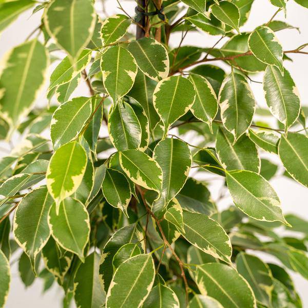Ficus benjamina 'Golden King' – Zimmerpflanze ca. 95cm hoch Ø21cm – Mit Übertopf Mayk Blei – Luftreinigende Birken-Feige mit panaschierten Blättern