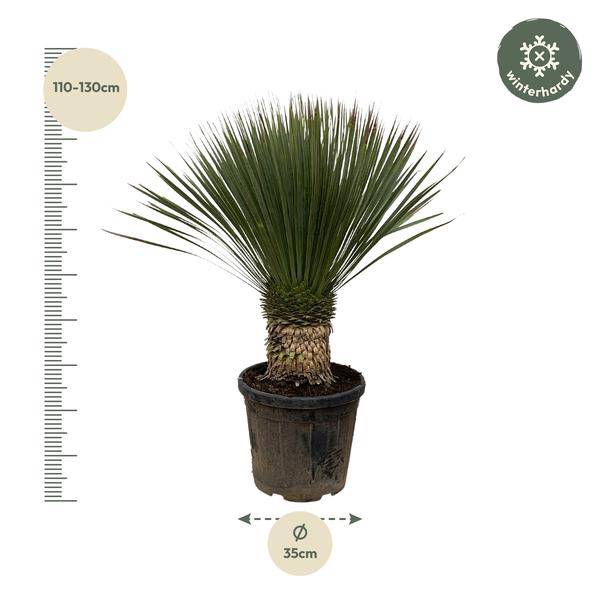 Palmlilie – Yucca Rostrata 100cm – Ø38cm – Exotische Wüstenpflanze mit blaugrauen Blättern – Pflegeleichte Zimmer- & Kübelpflanze für Wohnzimmer, Terrasse & Garten