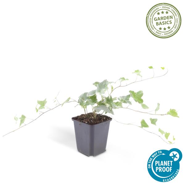 Hedera helix 'Glacier' – Weißgrüner Efeu – ↕10-25 cm – Ø9 cm – 20 Pflanzen – Bodendecker, Heckenpflanze & Kletterpflanze – Pflegeleicht & schnellwachsend
