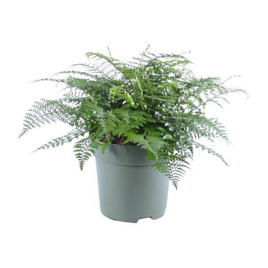 Nestfarn - Asplenium Parvati - Zimmerpflanze - Ø27cm - ↕50cm