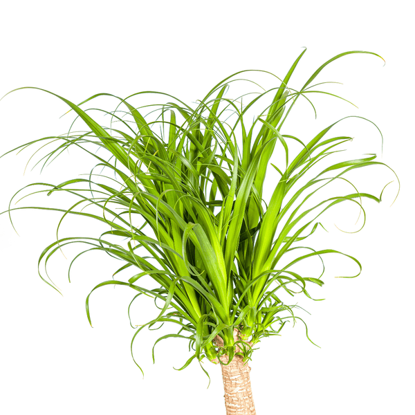 Beaucarnea Recurvata - Elefantenfuß - Zimmerpflanze - Ø12cm - ↕110-130cm