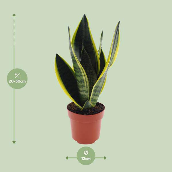 Bogenhanf - Sansevieria Futura Superba - Zimmerpflanze - Ø12cm - ↕30cm