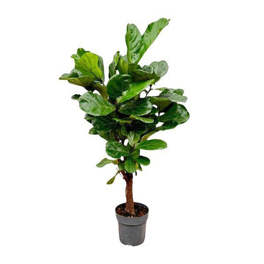 Geigenfeige – Ficus Lyrata – Zimmerpflanze – 150cm – Ø24cm – tropische Grünpflanze mit großen dekorativen Blättern