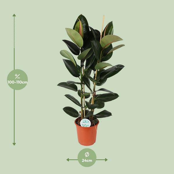 Gummibaum - Ficus Elastica Robusta - Zimmerpflanze - Ø24cm - ↕110cm