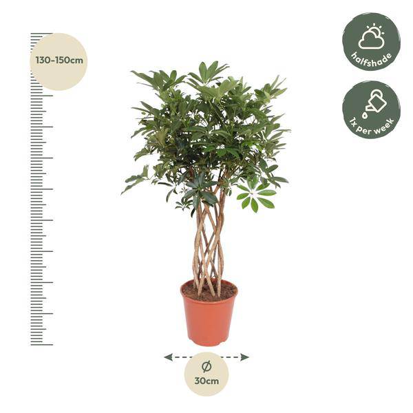 Strahlenaralie – Schefflera Arboricola Compacta – Zimmerpflanze – 140cm – Ø30cm – dekorative Indoor-Pflanze mit geflochtenem Stamm und glänzend grünen Blättern