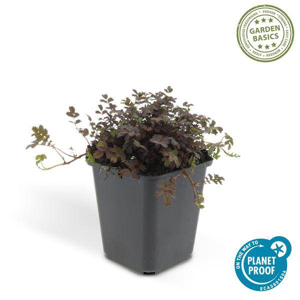 Braunrotes Stachelnüsschen - Acaena microphylla 'Kupferteppich' - ↕10-25cm - Ø9cm - 40 Stück