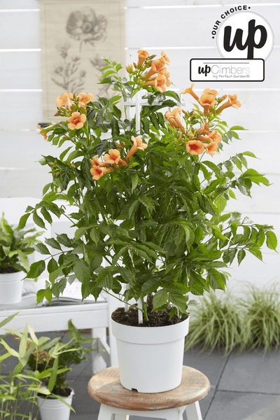 Trompetenblume Orange - Campsis Indian Summer - Ø15cm - ↕65cm
