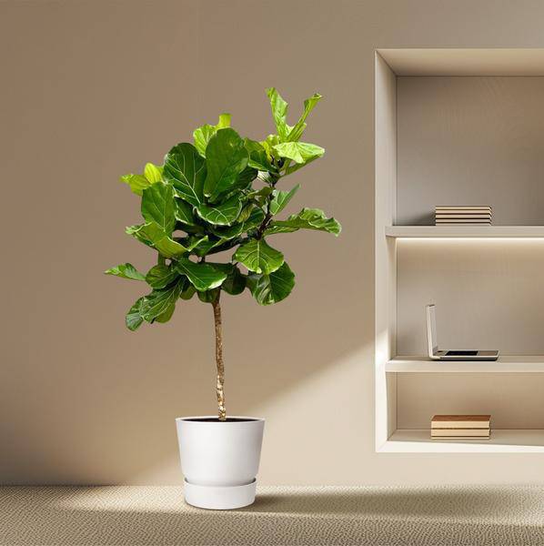 Geigen-Feige – Ficus Lyrata – Zimmerpflanze 210cm – Ø40cm – XXL-Designpflanze mit großen geigenförmigen Blättern – Exklusive Kübelpflanze für Wohnzimmer, Büro & Wintergarten – Pflegeleicht