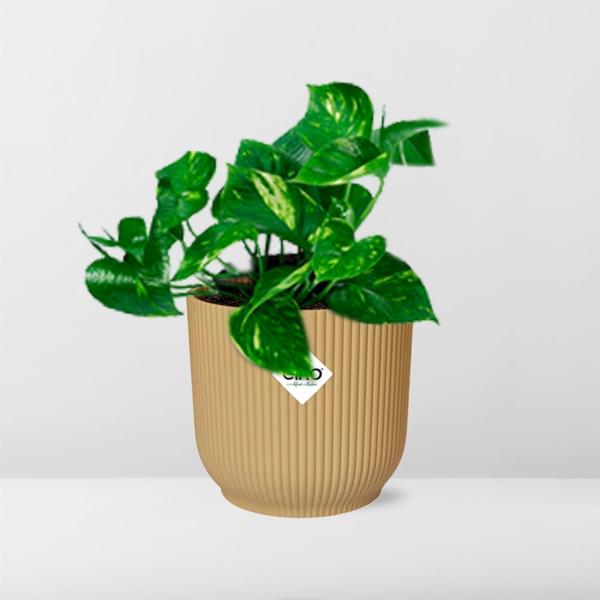 Efeutute - Epipremnum Pinnatum 'Aureum' - Zimmerpflanze + Topf Vibes Fold 14cm Gelb