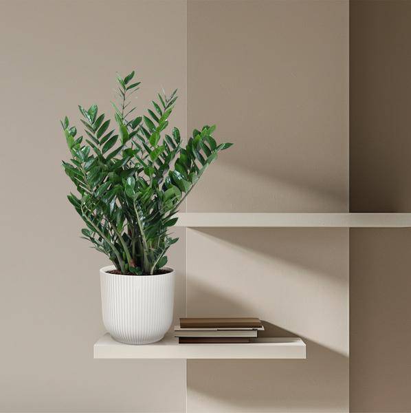 Glücksfeder - Zamioculcas Zamiifolia - Zimmerpflanze - 100 cm - ø27cm