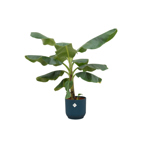 Bananenpflanze - Musa - einschließlich Topf Vibes Fold Rund - Blau - Ø22cm - 100 cm