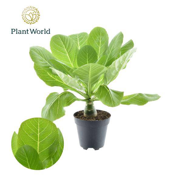 Brighamia Insignis 'Hawaii Palme' - Vulkanpalme - Zimmerpflanze - Ø12cm - ↕37cm