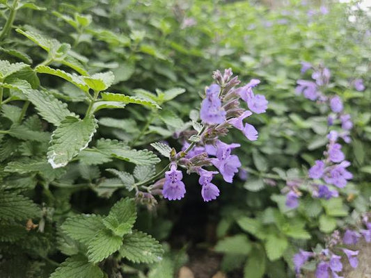 Nepeta 'Walker's Low' – 6 Pflanzen – Katzenminze – Lavendelblaue Blüten – Silbergrünes Laub – Pflegeleichte Staude – Sonnig – Bienen & Schmetterlinge