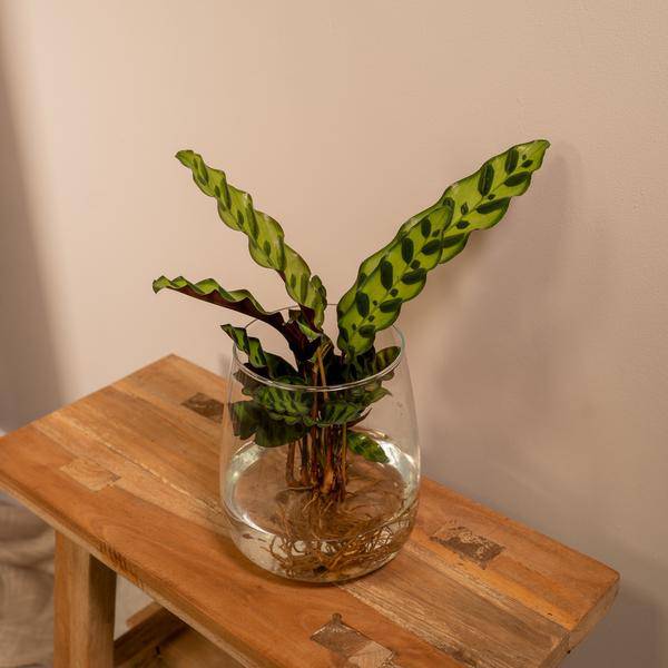 Korbmarante Calathea Insignis – Hydroponische Zimmerpflanze im Kingston-Glas – Ø12cm – 30cm Höhe – grünes dekoratives Laub – pflegeleicht & blütenfrei