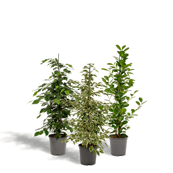 Pflanzenset - Ficus Benjamina Danielle - Ø21cm - ↕95cm + Ficus Benjamina Dämmerung - Ø21cm - ↕95cm + Ficus Microcarpa Moclame - Ø21cm - ↕95cm