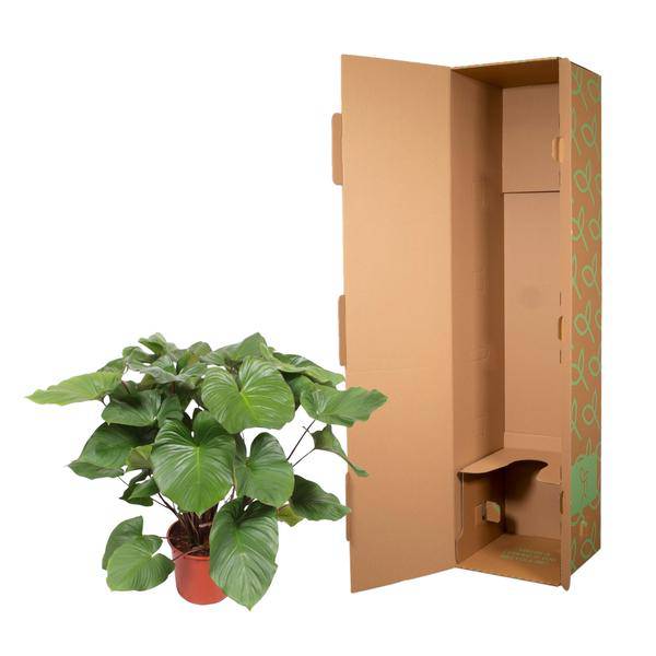 Herzblatt - Homalomena Rubescens Maggy - Zimmerpflanze - 140cm - ø34cm