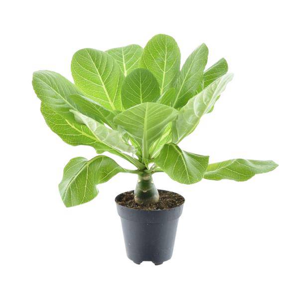 Vulkanpalme – Brighamia insignis 'Hawaii Palme' – Zimmerpflanze – Ø12cm – Höhe ca. 37cm – Exotische Rarität