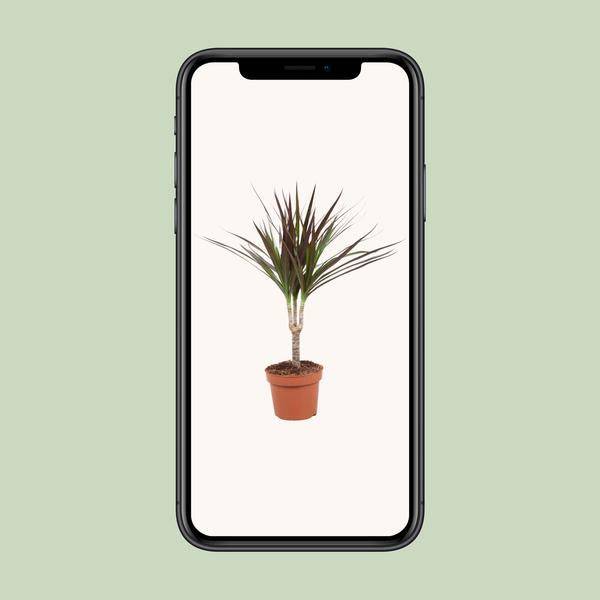 Drachenbaum - Dracaena Magenta - Zimmerpflanze - Ø12cm - ↕50cm
