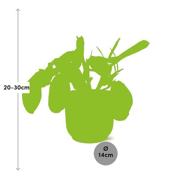 Pfeilwurz - Maranta Leuconeura 'Fascinator' Tricolor - Zimmerpflanze + Topf Vibes Fold 14cm Gelb