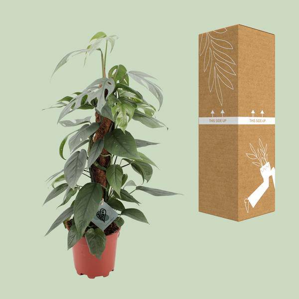 Efeutute - Epipremnum Pinnatum Cebu Blau - Zimmerpflanze - Ø17cm - ↕60cm