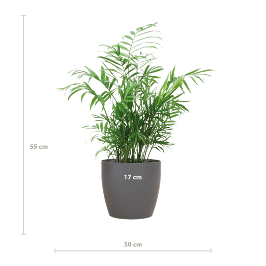 Chamadorea Elegans Mexikanische Bergpalme – Zimmerpflanze ca. 55cm – Ø17cm – In biologisch abbaubarem Topf Viber Grau – Federleichte, pflegeleichte Zimmerpalme für indirektes Licht