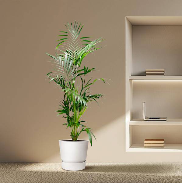 Kentia-Palme – Howea forsteriana – Zimmerpflanze – 200cm – Ø24cm – Elegante Grünpflanze für Wohnzimmer, Büro & Wintergarten – Tropische Kübelpflanze