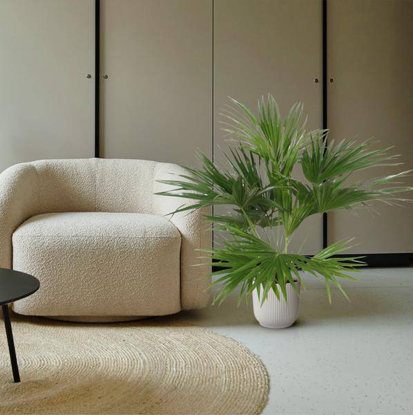 Chinesische Schirmpalme â Livistona Chinensis â Zimmerpflanze â 170cm â Ă27cm â pflegeleichte tropische FĂ€cherpalme fĂŒr Innen und AuĂenÂ