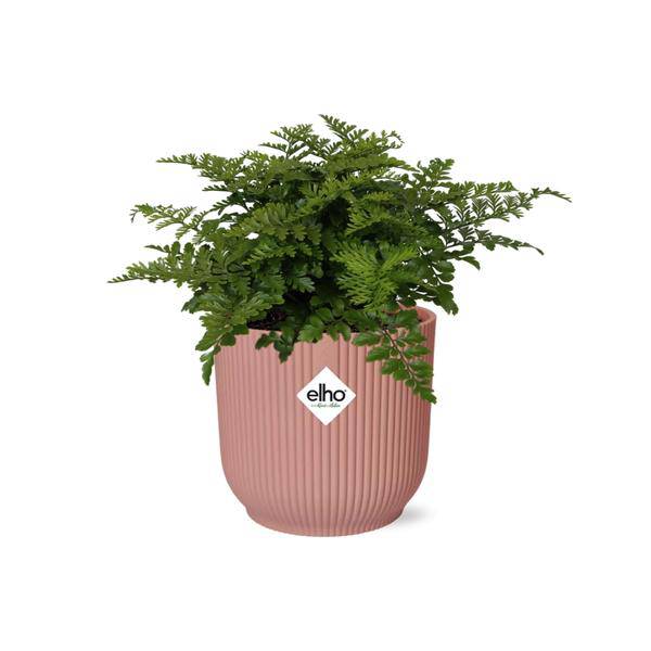 Nestfarn - Asplenium Parvati - Zimmerpflanze + Topf Vibes Fold 14cm Rosa