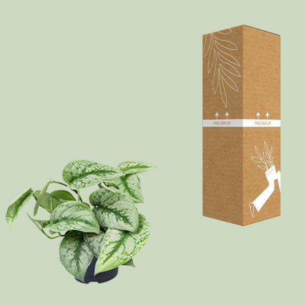 Gefleckte Efeutute – Scindapsus Pictus Trebie – Zimmerpflanze – Ø12cm – 20 cm hoch – pflegeleicht – hängende Ranken – Halbschatten – Indoor-Pflanze