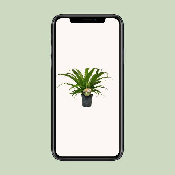 Nestfarn - Asplenium Osaka - Zimmerpflanze - Ø17cm - ↕40cm