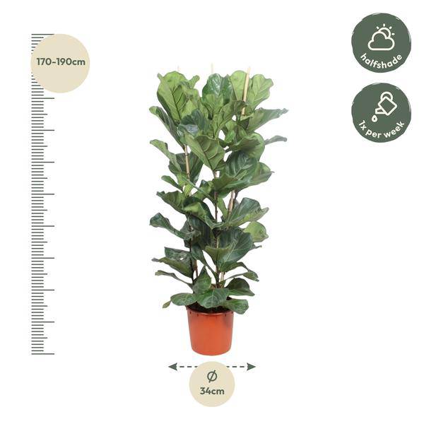 Geigen-Feige - Ficus Lyrata - Zimmerpflanze - 180cm - ø34cm