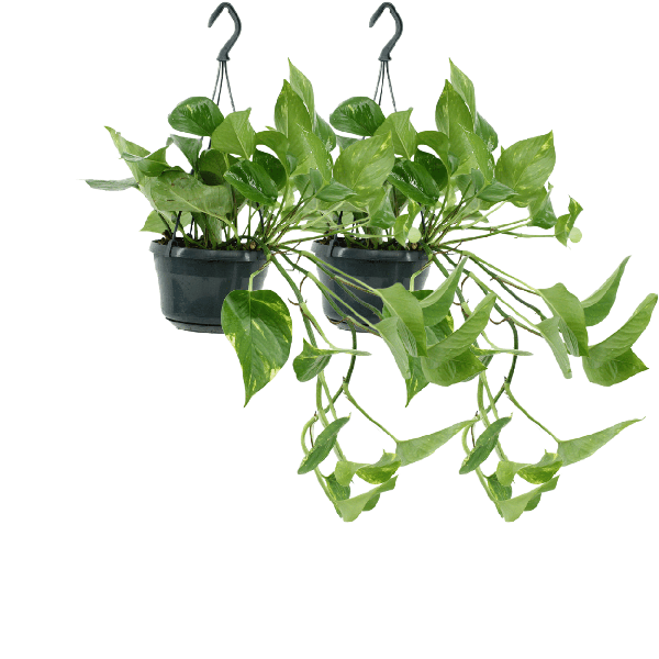 Efeutute - Epipremnum Aureum Scindapsus - Zimmerpflanze - 25cm - ø15cm - 2 Stück