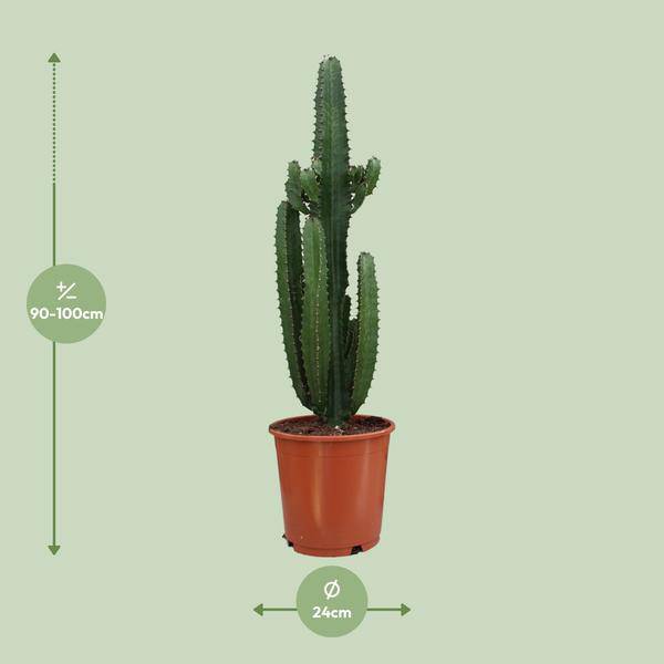 Wolfsmilch - Euphorbia Acrurensis - Zimmerpflanze - Ø24cm - ↕95cm