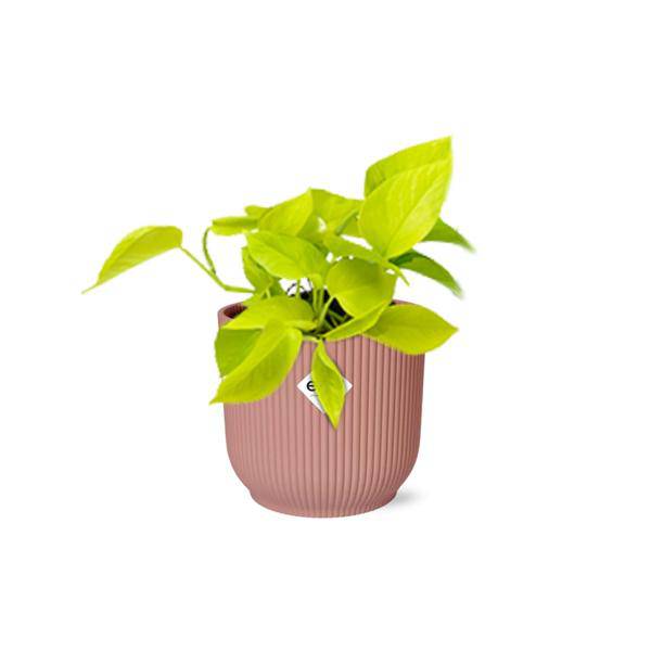 Efeutute - Epipremnum Pinnatum 'Golden Pothos' - Zimmerpflanze + Topf Vibes Fold 14cm Rosa
