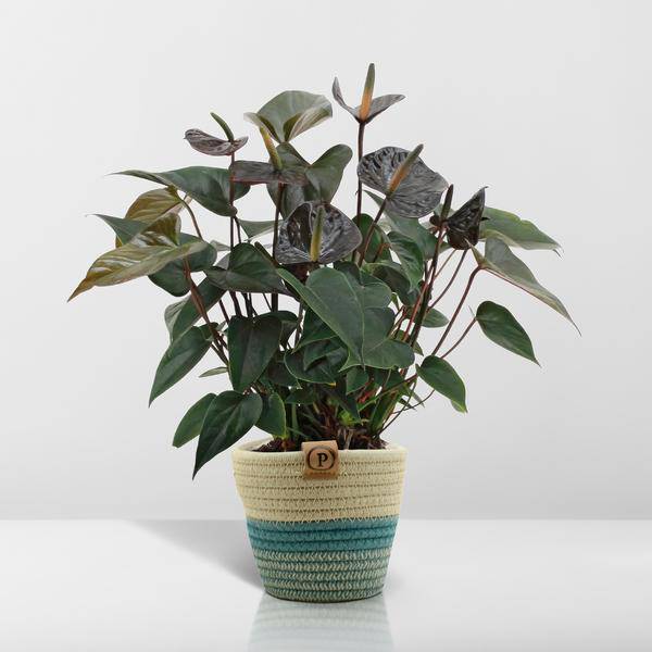 Flamingoblume - Anthurium andreanum Black Love - Zimmerpflanze + Korb Pure - 45cm - Ø12cm