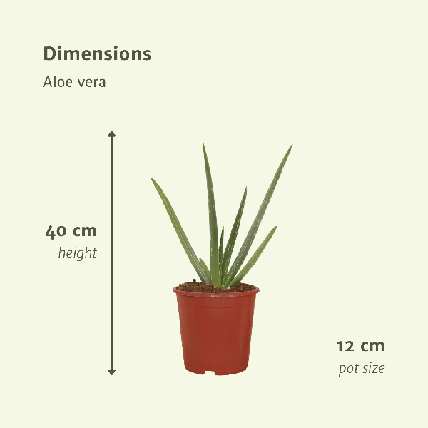 Sukkulente - Aloe Vera - 40cm - ø12cm - Zimmerpflanze - 2 Stück