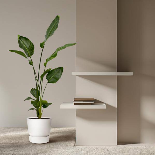 Strelitzia Nicolai – Baum-Strelitzie – 2 Stück – Zimmerpflanzen ca. 130cm – ø17cm – Weißer Paradiesvogel – Tropische XL-Grünpflanzen für Wohnzimmer, Büro & Wintergarten