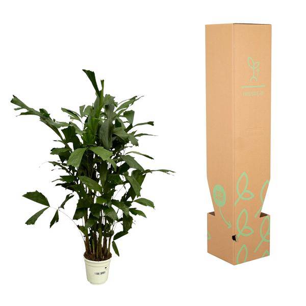 Fischschwanzpalme – Caryota Mitis – Tropische Zimmerpflanze ↕120cm – Ø19cm – Exotische Palme mit gefiederten Blättern – Elegante Grünpflanze für Wohnzimmer, Büro & Bad