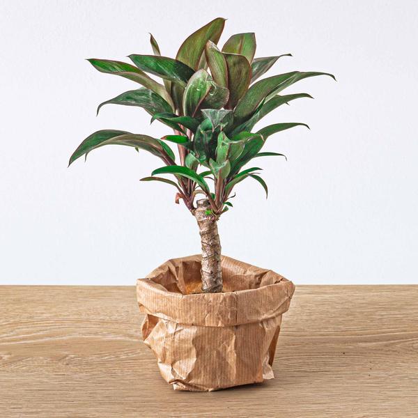 Flaschengarten-Set Dschungel 5 – DIY Pflanzenterrarium mit Coffea, Farn, Palme & Fittonia – Nachfüllpack & Starter-Kit