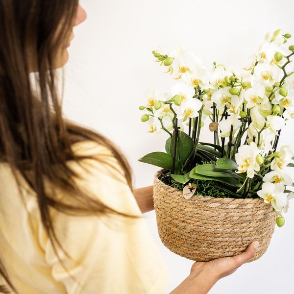 Einlage mit Wasserreservoir für Orchideenschale – Bewässerungssystem für Kolibri-Orchideen – 1x12cm + 2x9cm Töpfe – inkl. WaterWicks – Ø25cm – Ideal für Schilf- und Baumwollkörbe
