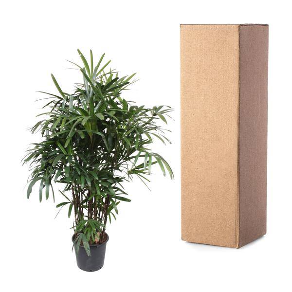 Steckenpalme – Rhapis Excelsa – Zimmerpflanze 190cm – Ø40cm – Elegante Damenpalme mit fächerförmigen Blättern – Pflegeleichte Palme für Wohnzimmer, Büro & Wintergarten