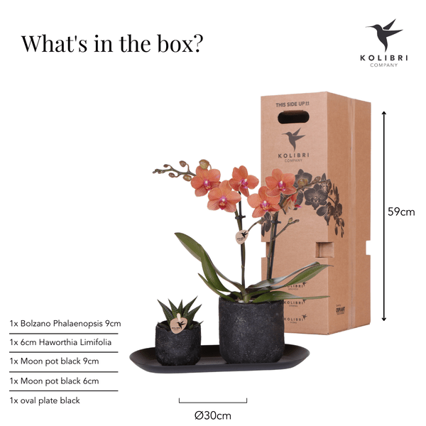 Phalaenopsis Orchidee Orange Bolzano mit Sukkulente – Pflanzenset mit Keramiktöpfen im Moon-Design auf schwarzem Tablett – Zimmerpflanzen Deko Set