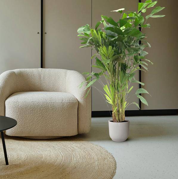 Caryota Mitis – Fischschwanzpalme – Zimmerpflanze ca. 140cm – ø24cm – Tropische Palme mit gefiederten Blättern für Wohnzimmer, Büro & Wintergarten