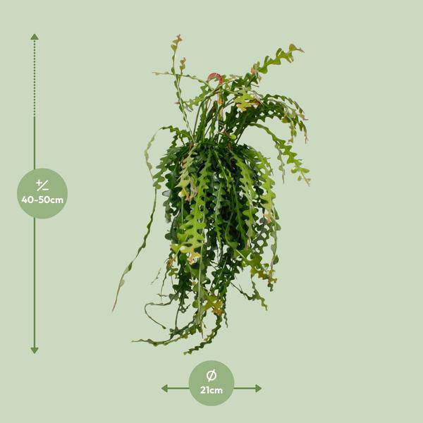 Sägeblattkaktus - Epiphyllum Anguliger - Zimmerpflanze - Ø21cm - ↕50cm