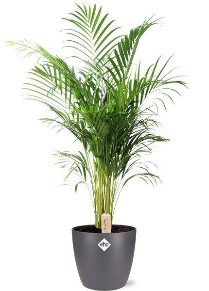 Dypsis Lutescens Areca – Goldfruchtpalme – Zimmerpflanze Ø24cm ↕110cm – Mit Topf Brüssel Anthrazit Ø25x23cm – Üppiges, grünes Laub – Pflegeleicht & dekorativ