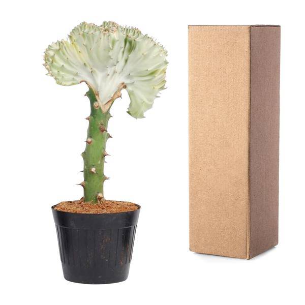 Euphorbia lactea Cristata Weiß – Drachenknochenkaktus – Sukkulente Zimmerpflanze – Exotische Rarität – Pflegeleicht – ↕30cm – Ø10,5cm