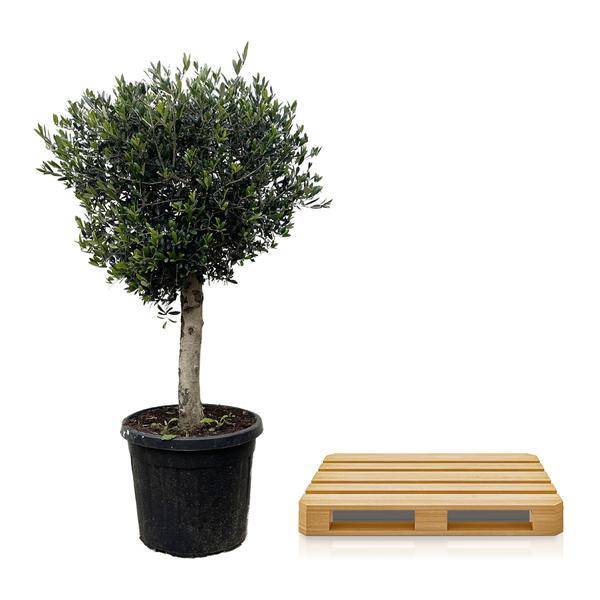 Olivenbaum - Olea Europaea Lorc - 180cm - Ø50cm