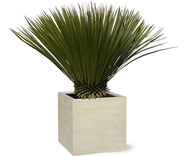 Palmlilie – Yucca Rostrata – Zimmerpflanze 80cm – Ø30cm – Exotische Wüstenpflanze mit blaugrauen Blättern – Pflegeleichte Kübelpflanze für Wohnzimmer, Terrasse & Wintergarten